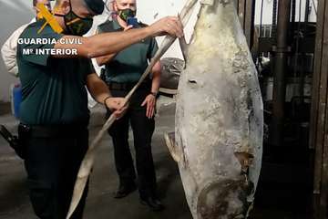 Intervención de agentes del Seprona de la Guardia Civil/TA.